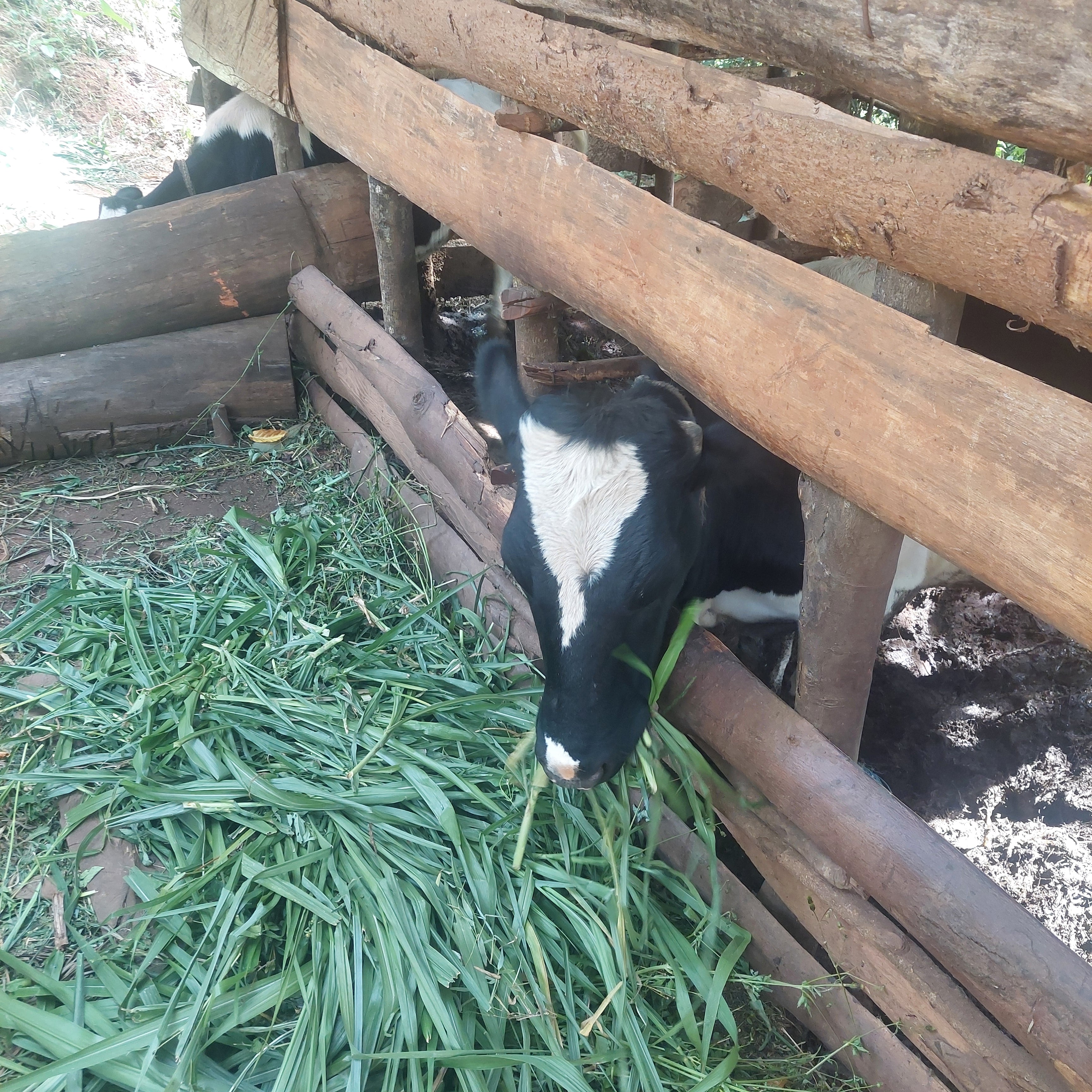 Kalv, Lushoto, Tanzania