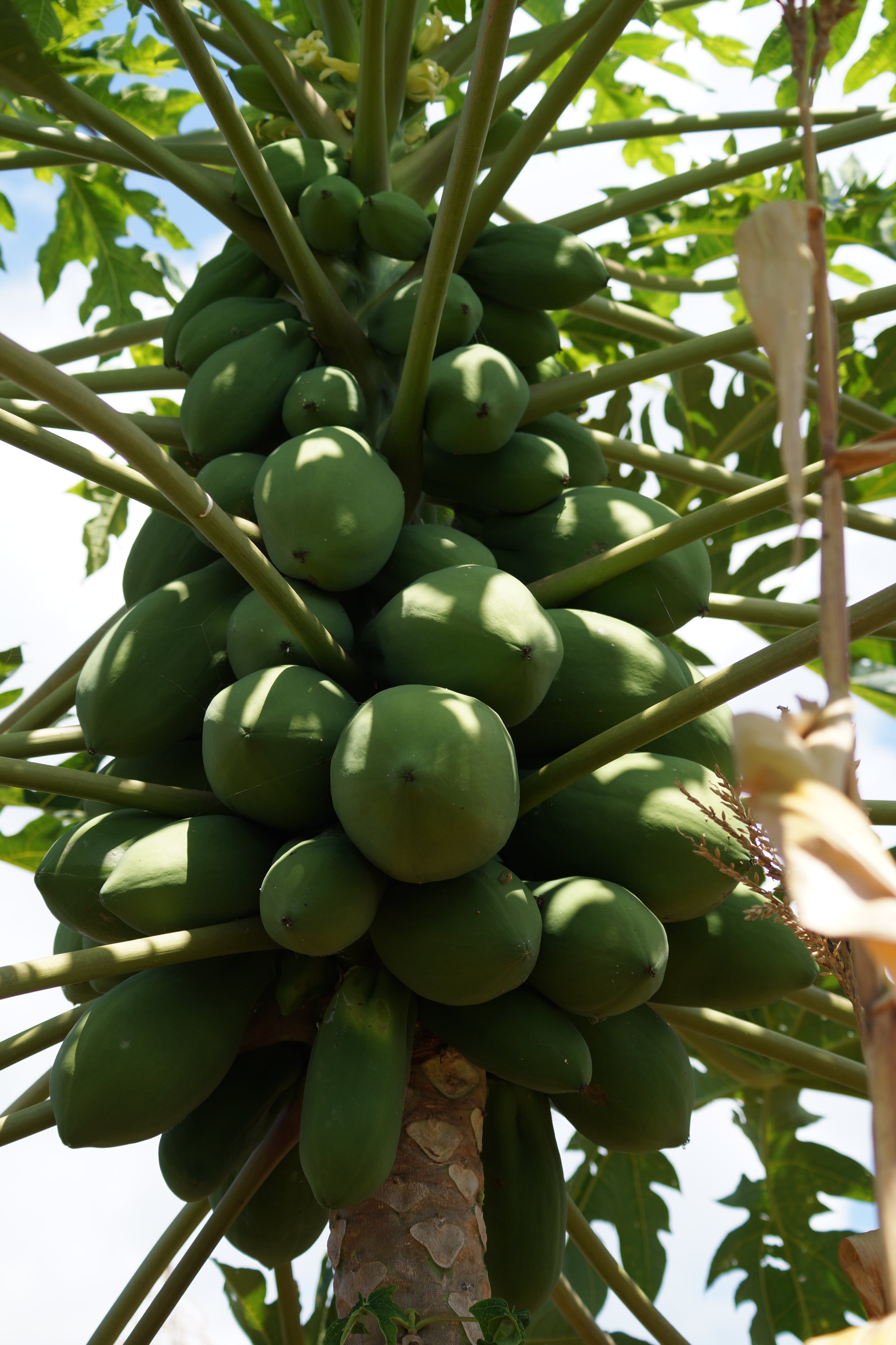 Papaya træ