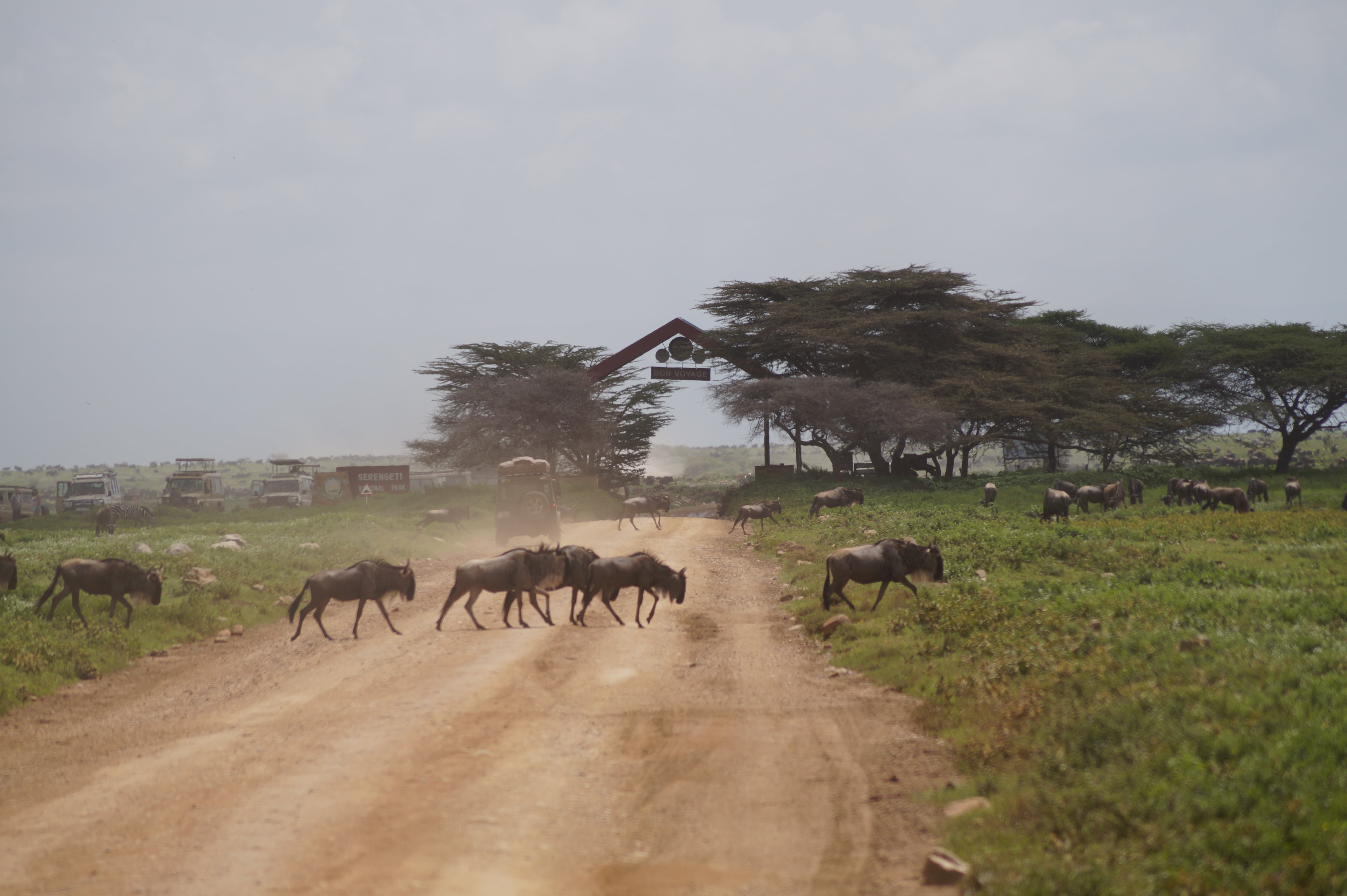 Safari, Serengeti, Tanzania